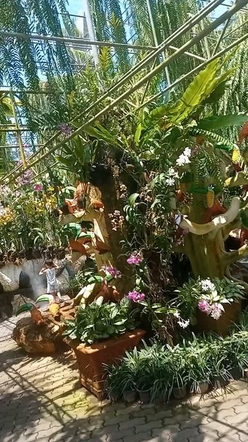 Это не сад — это храм цветов Тайный зал орхидей в Таиланде: где цветы шепчут древние легенды смотреть онлайн