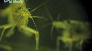 Креветки Амано на губке фильтра. Макросъёмка.