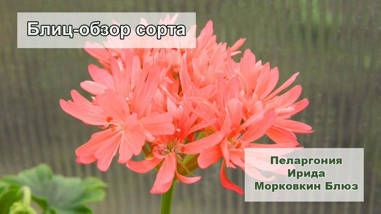 Блиц-обзор сорта пеларгонии Ирида Морковкин Блюз смотреть онлайн