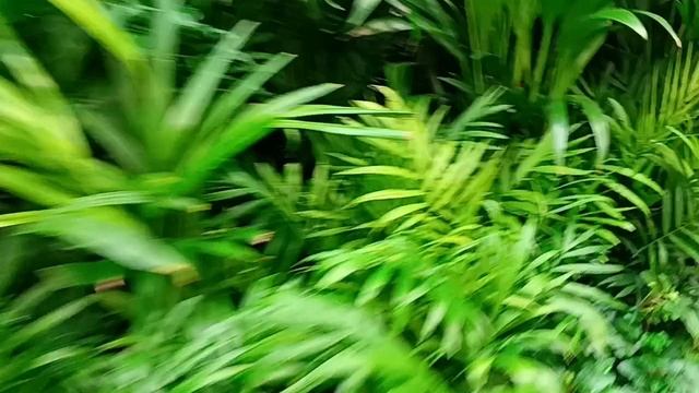 # Брянск оби пальмы фикусы итд.. смотреть онлайн