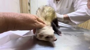 Влад почти заплакал когда узнал предполагаемый СТРАШНЫЙ  ДИАГНОЗ нашей подопечной!