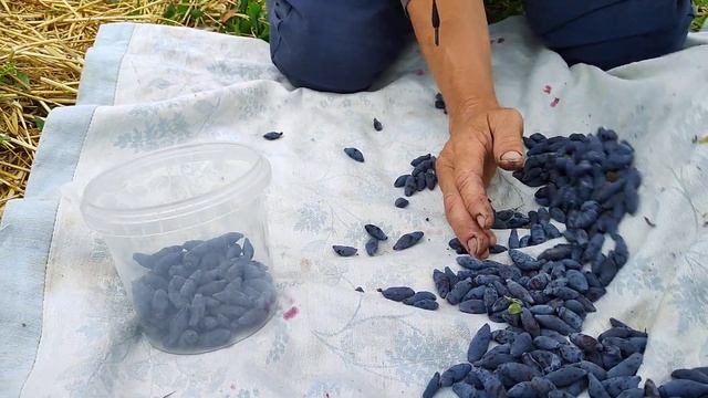 НИАГАРА!  Скатерть самобранка полна сладких ягод.