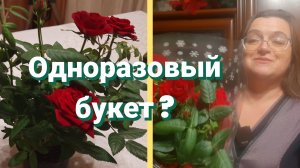 Комнатная роза в горшке. Уход после покупки