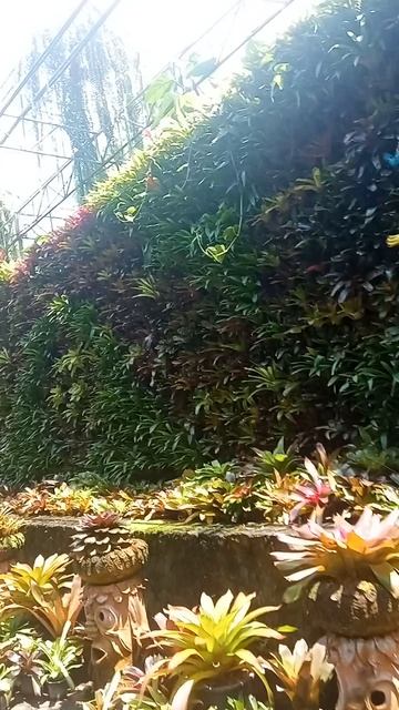 Всё, что я хотел сказать— в этом зале Тайный зал орхидей в Таиланде где цветы шепчут древние легенды смотреть онлайн