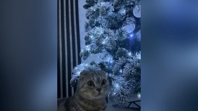 Скоро Новый год 🎄 смотреть онлайн