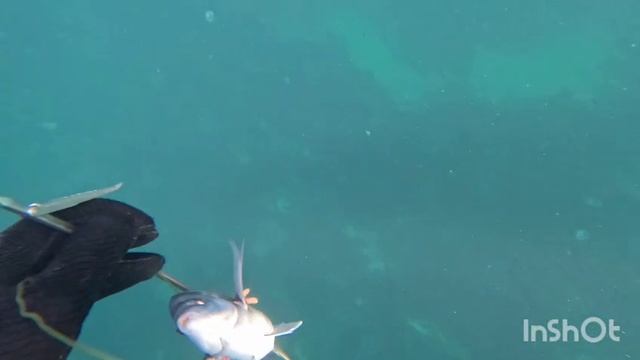 мой подводный мир