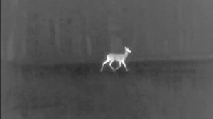 промах четко видно в тепловизор -сделана  работа над ошибками..И трофей добыт.