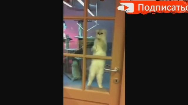 дискотека для котов смотреть онлайн