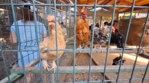 ОТЕЛЬ LONISERA PREMIUM 5 ЗВЕЗД⭐️ОТДЫХАЮЩИЕ ДОВОЛЬНЫ