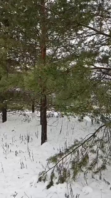 Снова идёт снег.