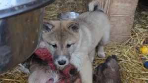 Самостоятельный щенок