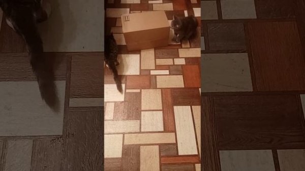 Барсик и Люси.