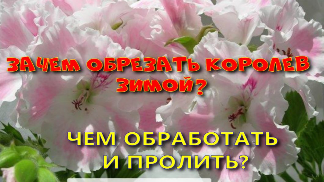 ЗАЧЕМ ОБРЕЗАТЬ КОРОЛЕВСКИЕ ПЕЛАРГОНИИ ЗИМОЙ? смотреть онлайн