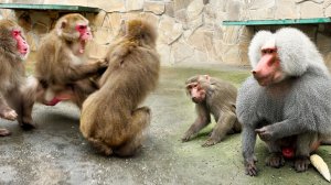 ДОМ 3! Истеричная Джульетта и её Ромео! Пугливые и дикие! Макаки дерутся, гамадрилы лают!