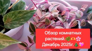 ОБЗОР КОМНАТНЫХ РАСТЕНИЙ.🎄💖ДЕКАБРЬ 2025г.🎄💖