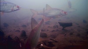 РЫБЫ МНОГО. НО УГОВОРИТЬ ЕЁ ОЧЕНЬ СЛОЖНО. Подлёдная камера язь 52. р. Хопёр.