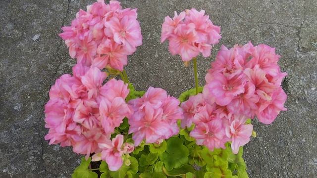 Блиц обзор сорта - пеларгония Pippa смотреть онлайн