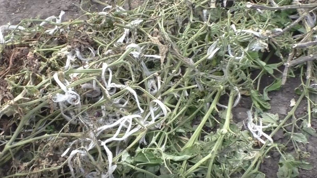 Использование ботвы помидоров смотреть онлайн