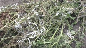 Использование ботвы помидоров