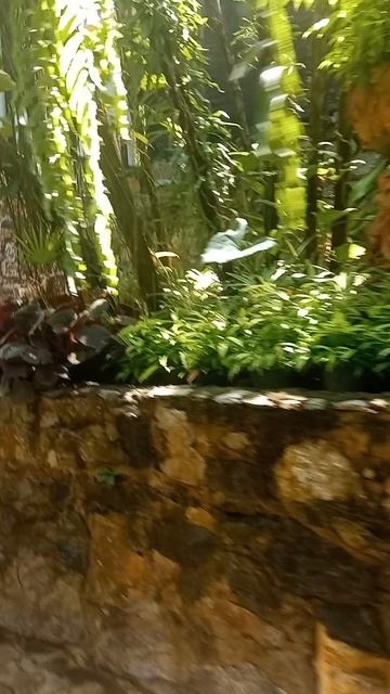 Тишина, влажность и 1000 цветов Тайный зал орхидей в Таиланде где цветы шепчут древние легенды смотреть онлайн