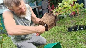 Саженцы жимолости. 5л 3л