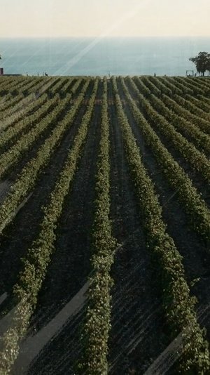 Документальный сериал в описании