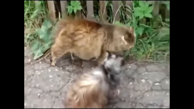 КОТЫ Дерутся ..Подборка СУМАСШЕДШИХ РАЗБОРОК.. смотреть онлайн