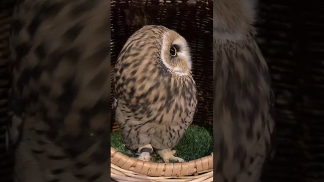 совы.mp4 смотреть онлайн