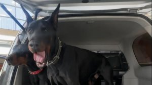 Oting Palasso обзор