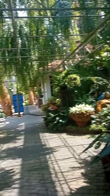 Орхидеи, которые шепчут на тайском Тайный зал орхидей в Таиланде: где цветы шепчут древние легенды» смотреть онлайн