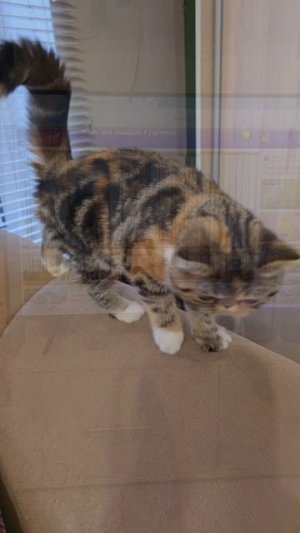 Знакомьтесь-кенар Витас🤩🐦