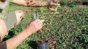 Питомник жимолости. Ответы на вопросы.