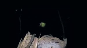 Никогда не ночуйте в лесу одни