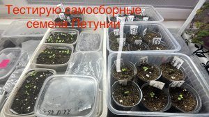 Как же подросла петуния за неделю 🤔. Всходы Гацании и Колеусов. Лунный календарь на январь 26 г