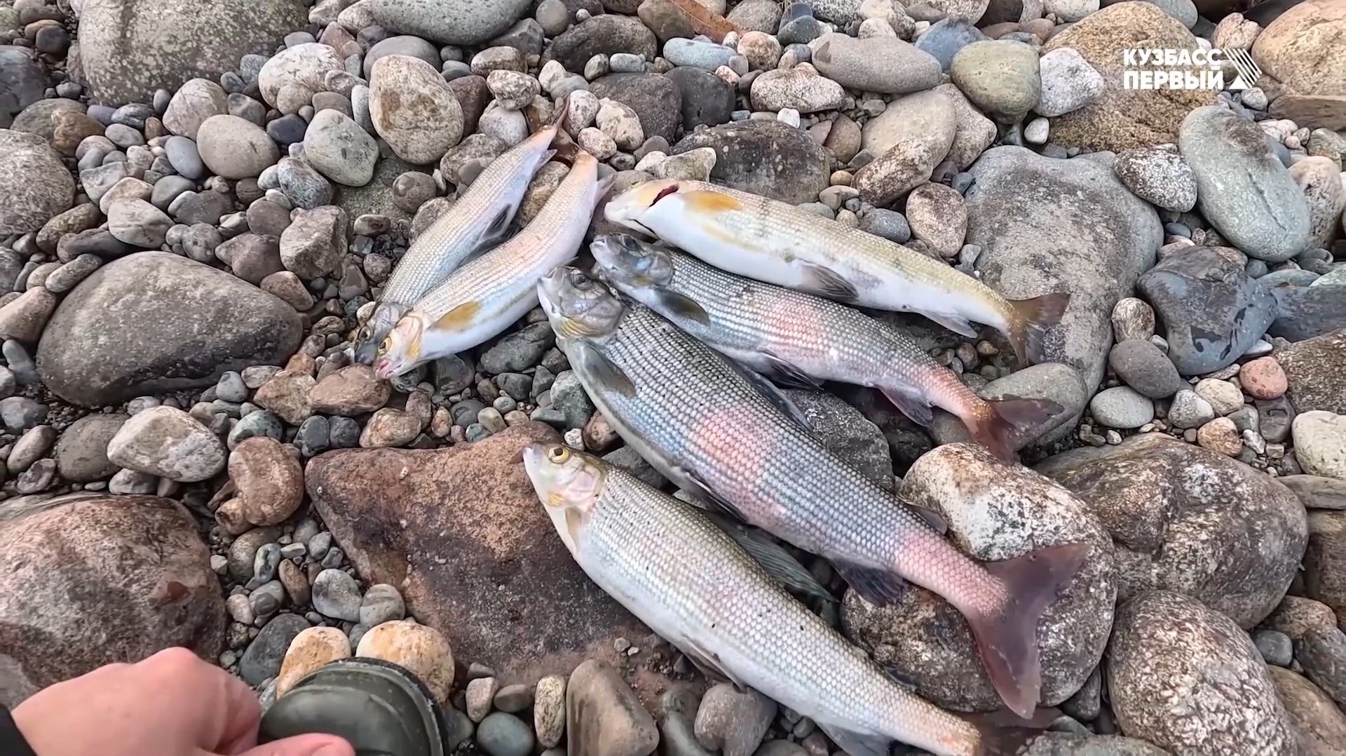 Сибирский лов. Выпуск 96 смотреть онлайн