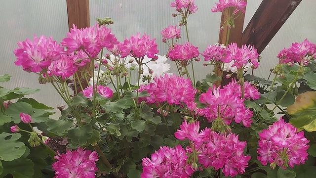 Блиц-обзор сорта - пеларгония Ирида Триста Лет Екатеринбургу смотреть онлайн