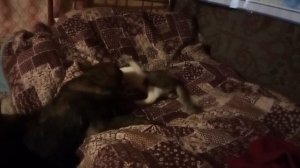 Династия  с Красных Прудов 4 мес. и котик 7 мес.