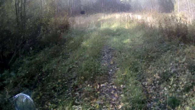 катаюсь по лесу минск