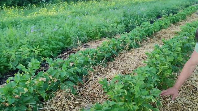 Купил органическую солому. Как я мульчирую жимолость. Вкус ягоды становится Фантастическим!!!