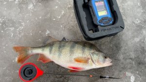 На мормышку и блесну. Окуни перволедья. Рыбалка в устье Мичи.