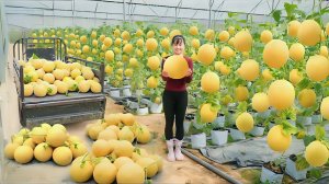 Собираю золотистые дыни на ферме. Перевожу их на грузовичке на рынок для продажи. Фуонг. Вьетнам