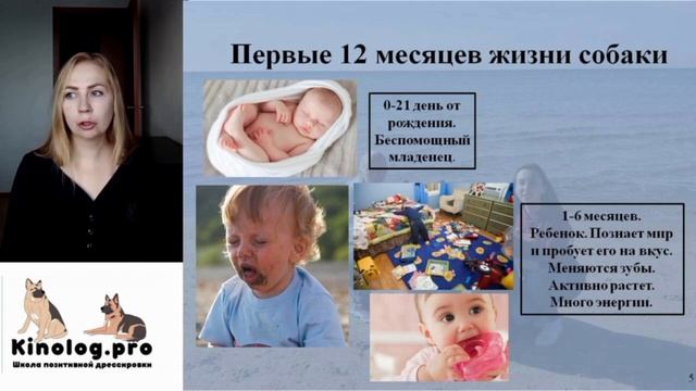 Ознакомительная часть из видео-урока "Мой щенок". Щенок дома, что делать... смотреть онлайн