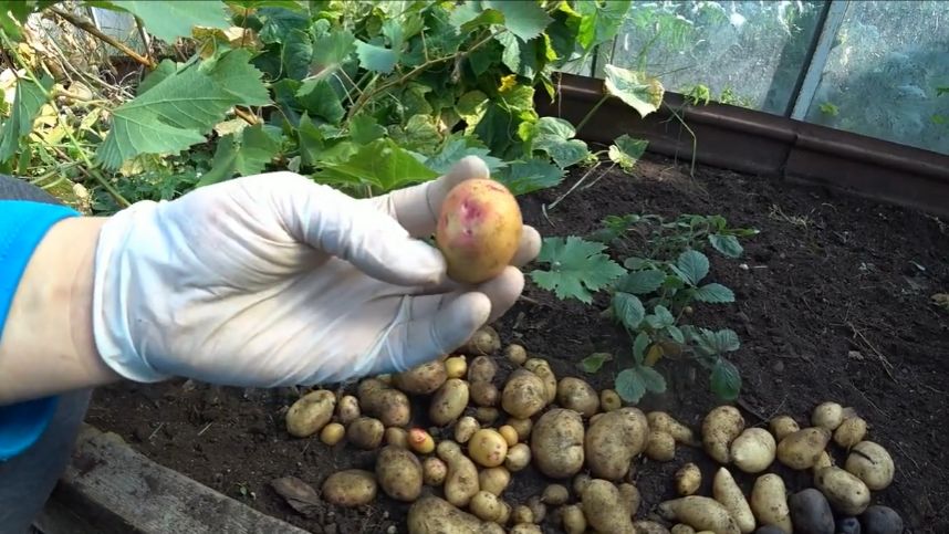 Не меняйте сорта картофеля! смотреть онлайн