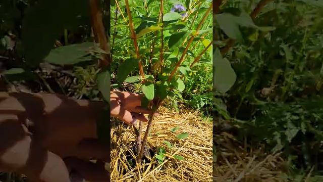 Притенение молодых кустов жимолости третья обрезка часть 2