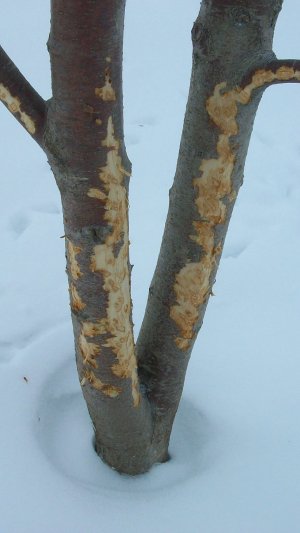 СПАСАЕМ ДЕРЕВЬЯ ОТ ГРЫЗУНОВ ЭТИМ