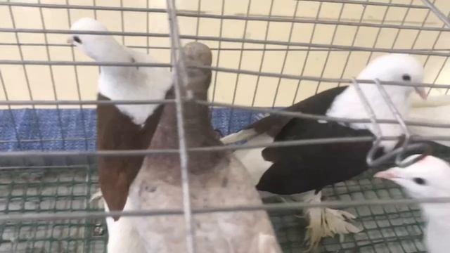 ВЫСТАВКА ГОЛУБЕЙ В УФЕ 21 ДЕКАБРЯ 2025 ГОДА. смотреть онлайн