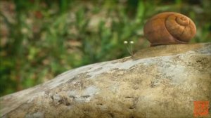 Букашки ТВ - Сон улитки