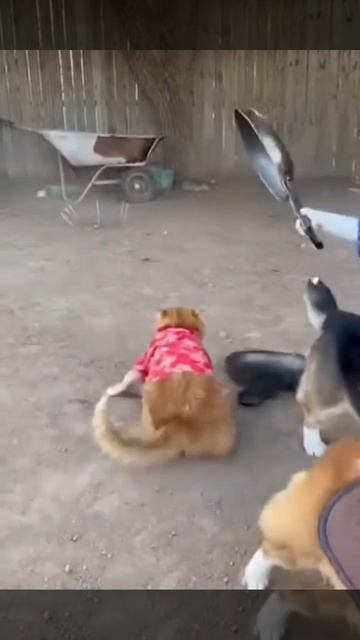 Как кошка с собакой, лучшие друзья! смотреть онлайн