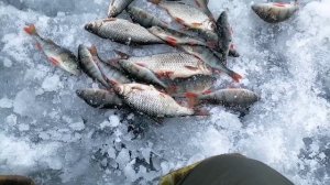 22.12.2025 Отчёт о рыбалке на Белоярке. Локация "Зелёный Забор//