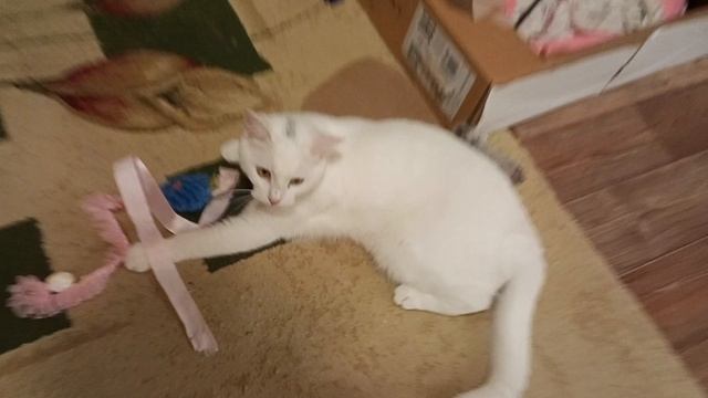 Веселые белоснежные котики смотреть онлайн